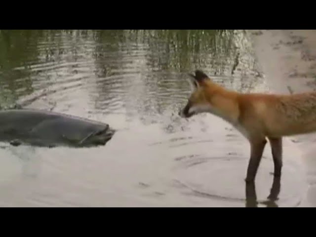 CATFISH VS FOX by Catfish World