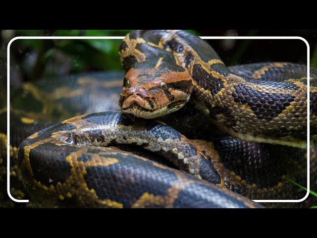 GIANT Python Spotted In Florida | Python Hunters