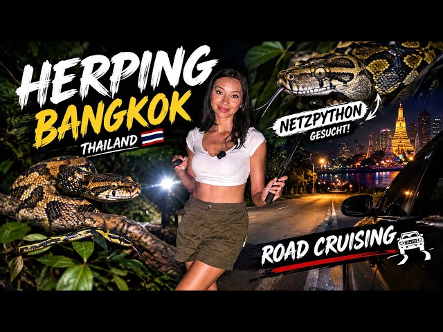 Thailand Herping 🇹🇭 | Snakes, Reticulated Pythons & Night Road Cruising