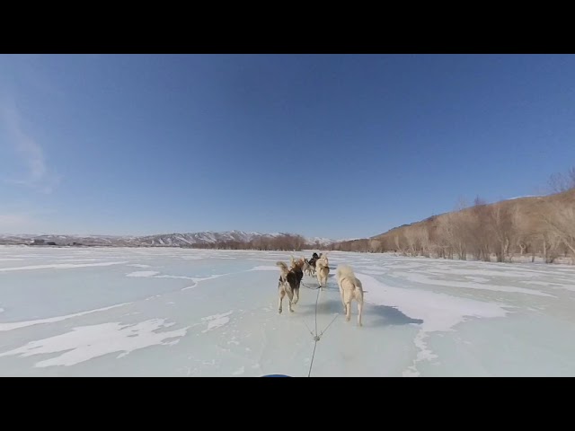 4K VR180 Dogsledding in Mongolia