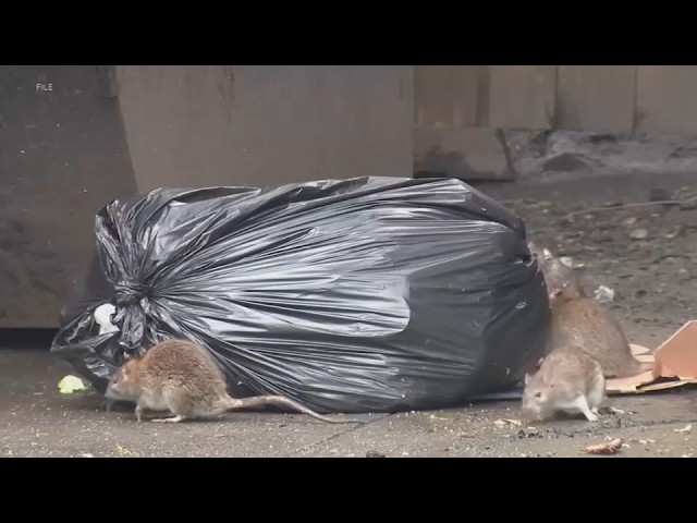 Mutating mice becoming growing problem in New York City, researchers say