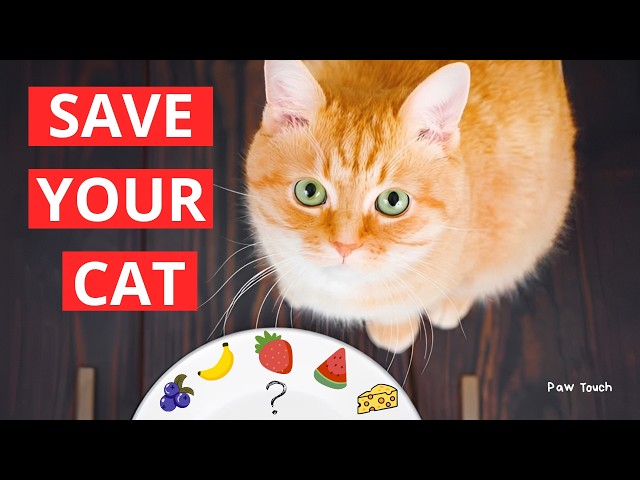 24 Foods That fix Almost ANYTHING in Cats (99% Of Owners Don't Know ! )