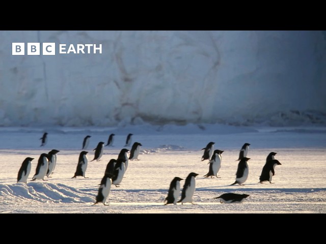 The Longest Penguin Migration on Earth | BBC Earth
