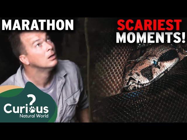 Worlds Greatest Python Hunters Show Us SCARIEST Reptile Encounters | Curious?: Natural World