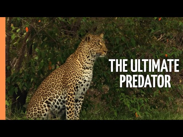 The Ultimate Predator - A Mother's Deadly Hunt in the Serengeti | Full Wildlife Documentary