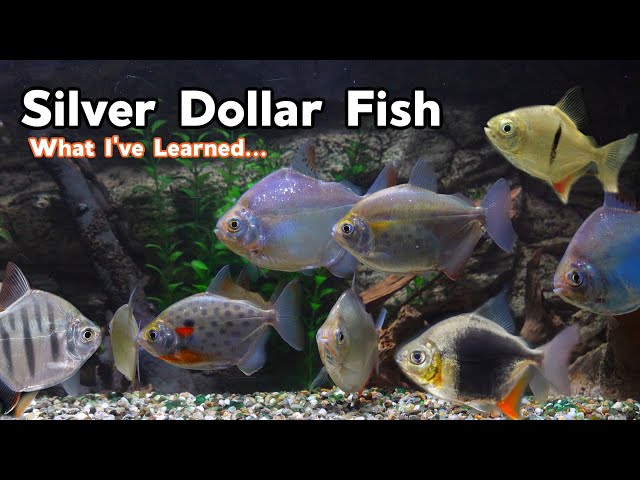I've Kept Silver Dollar Fish for 10+ Years...What I Learned!!!