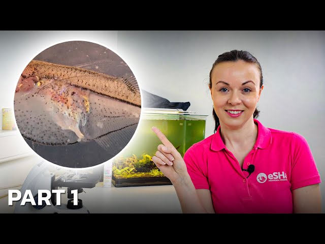 Parasites You Can Find Under The Microscope After Skin Scraping a Fish • PART 1