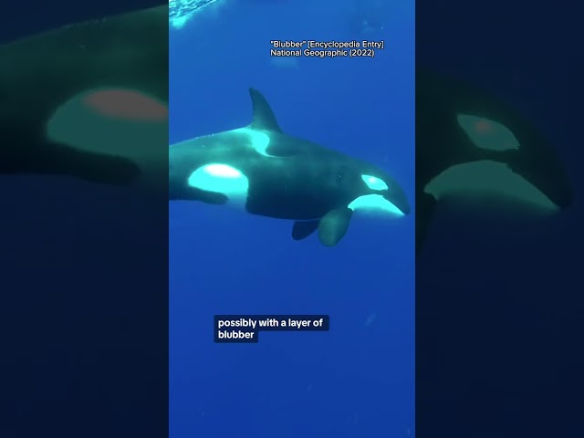 What "real" mermaids would look like?