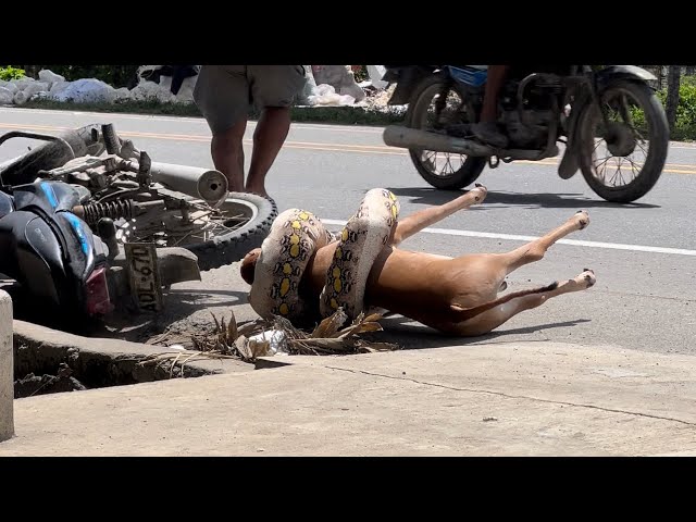 La víbora 🐍| Broma - 🤣🤣🤣