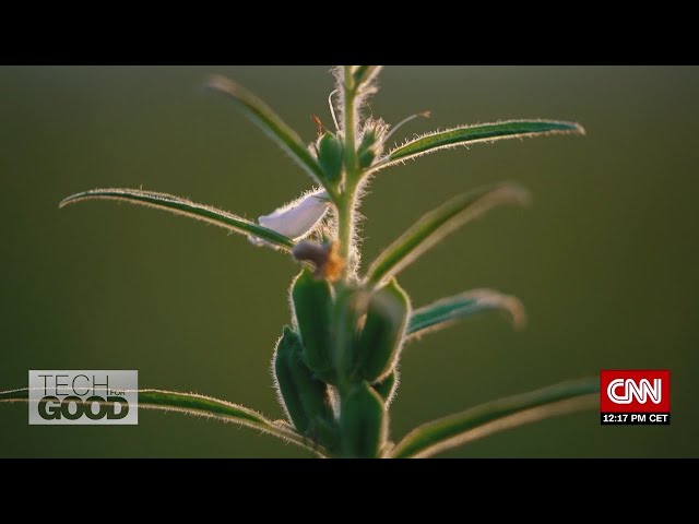 Tech for Good: Using AI-driven tech to grow more nutritious plants
