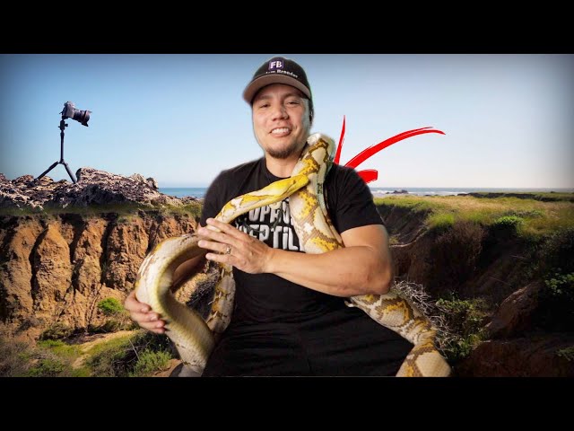 Beatrice the Retic and Our Secret Spot