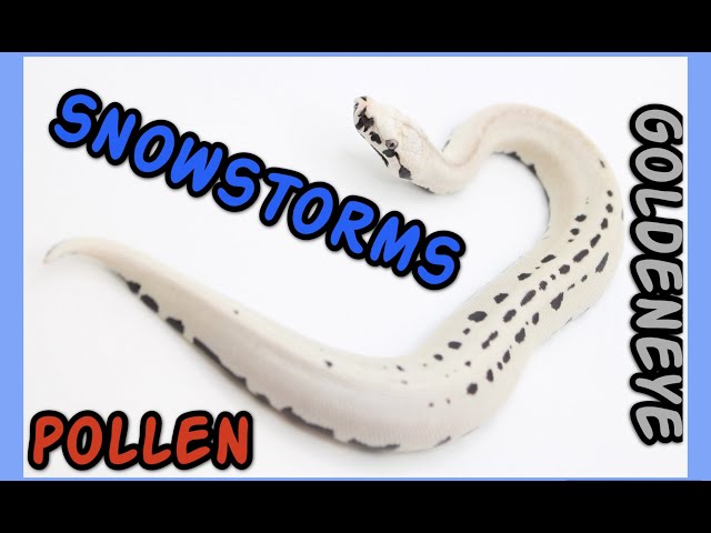 Second clutch of Snowstorm Blood Pythons!