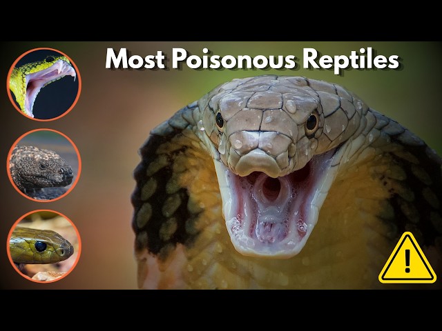 Most Poisonous Reptiles That Actually Exist 😱