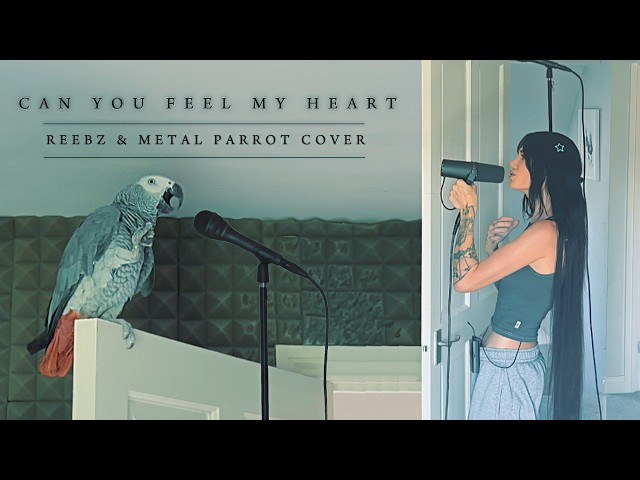 Can You Feel My Heart (REEBZ & Metal Parrot cover)