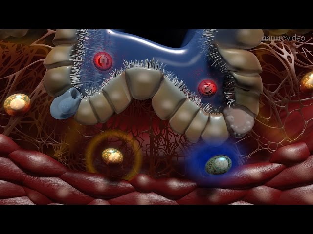 Immunology of the Lung