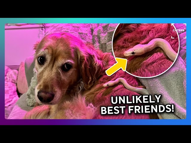 You Won’t Believe This Dog and Snake Friendship 😲