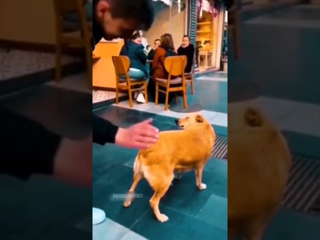 Funny Animals 2024 😂 - Funniest Cats and Dogs video 🐱 🐶 #shorts