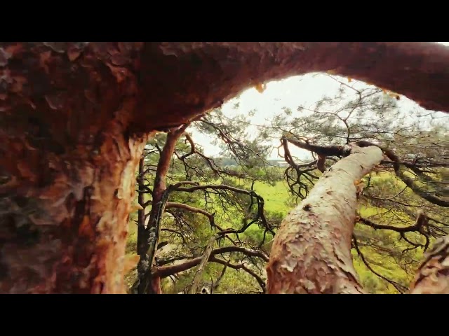 Cinematic FPV Flight Over Treetops | Breathtaking Aerial Views