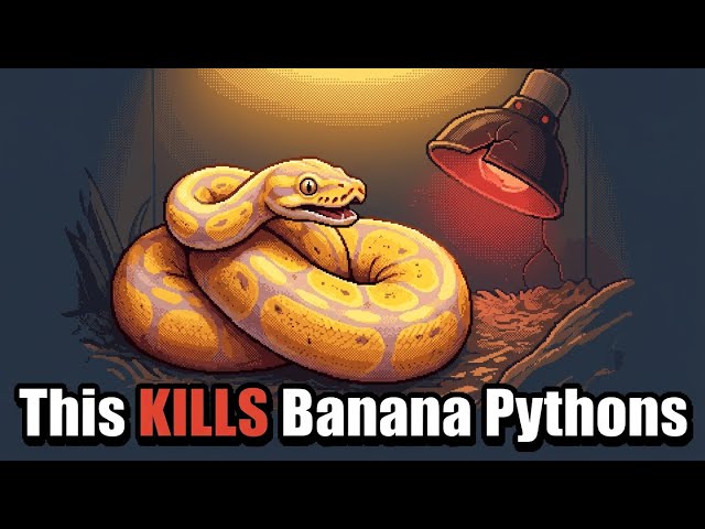 Low Humidity Kills Ball Pythons — Here's the Fix