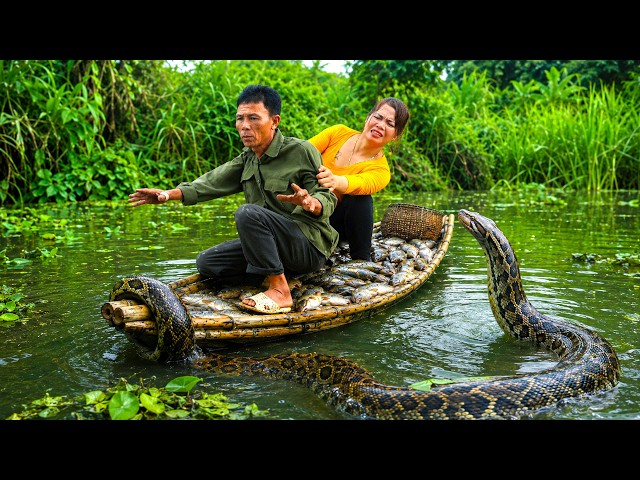 72 Hours No Escape: Hungry Giant Pythons Stalk Farmers | Hương Countryside