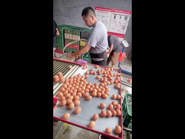 🎵🔴LIVE～Egg Sorting 🥚 2026-07-17