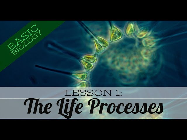 Basic Biology. Lesson 1: The Life Processes (GCSE Science)