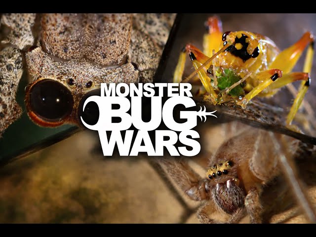 Monster Bug Wars - Official Channel | LIVE 🔴