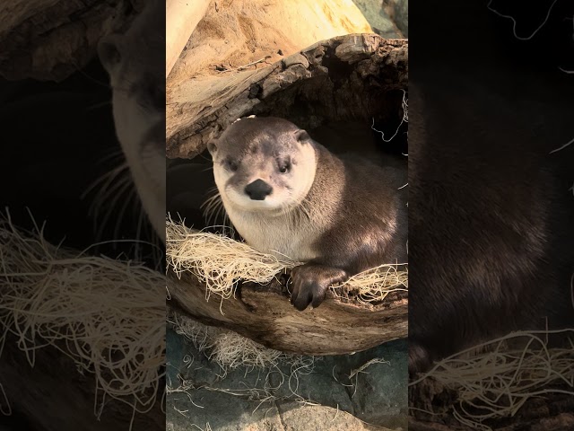 When you have that Otter itch to scratch 🦦 #otterlyadorable #animals #shorts