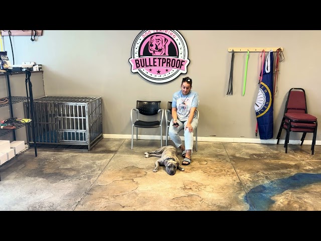 Pibble's Owner Testimonial of their 30 Day Board & Train with Owner & Head Trainer Bill Thomas