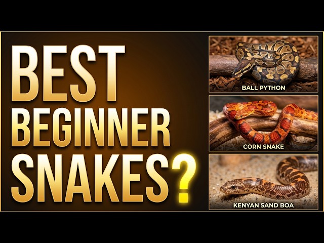 5 Beginner-Friendly Pet Snakes (Don't Buy One Before Watching This