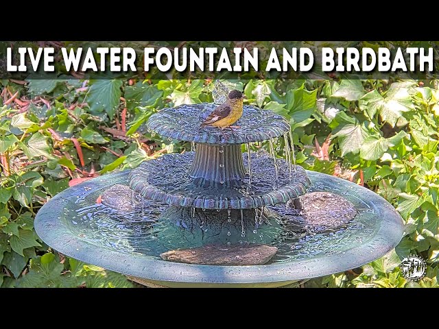 ❤️ LIVE Beautiful Bird Bath with Relaxing Sound - 28 SPECIES SEEN SO FAR #live #birdbaths #asmr