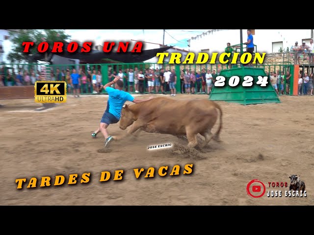 😮‍✅ FESTEJOS POPULARES CON TOROS Y VACAS