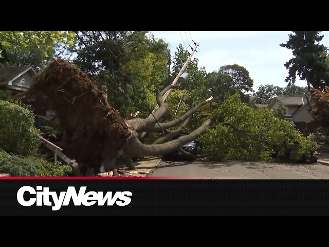 Massive tree completely uprooted by Toronto storm
