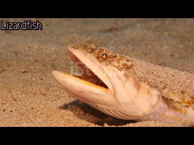 Lizardfish