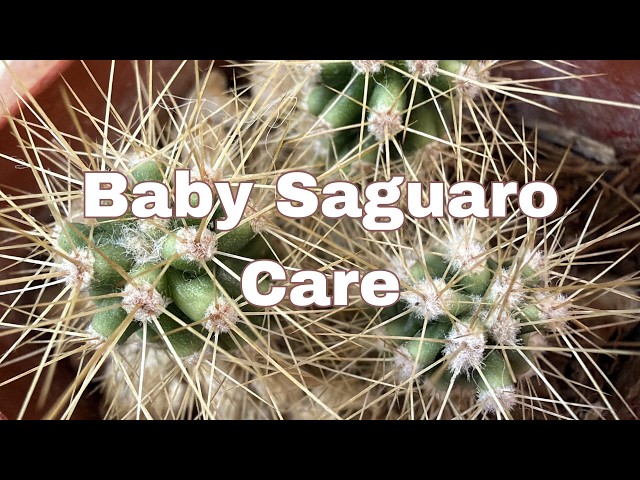 How to Grow Baby Saguaro Cactus Indoors