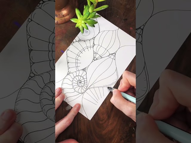 Drawing Seashells (the slower version)