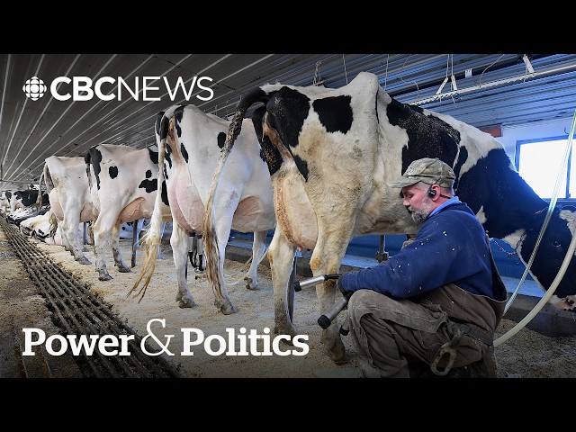 What do U.S. dairy farmers make of the trade war with Canada? | Power & Politics