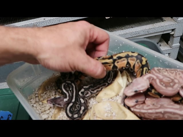 DO YOU KNOW YOUR BALL PYTHON MORPHS!? | BRIAN BARCZYK