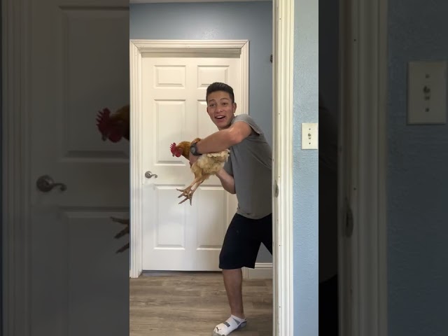 Guess What, Chicken Butt 🐔