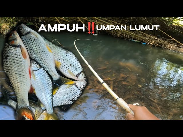 FISHING IN THE DRY SEASON USING MOSS BAIT‼️ THIS IS THE RESULT