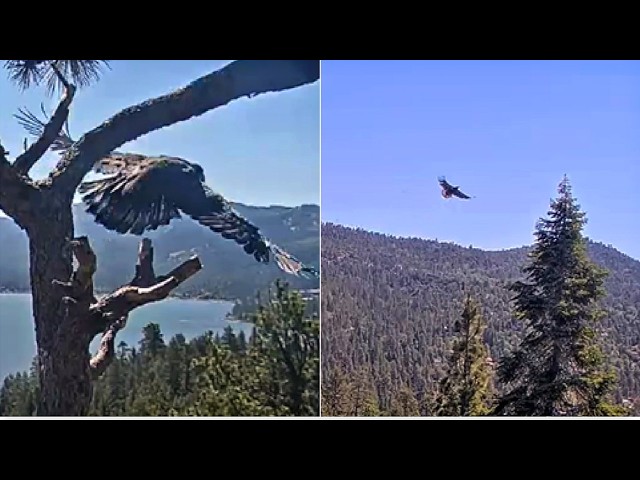 LUNA FLEDGES TO SIMBA TREE & JOINS SHADOW! 🎉CONGRATULATIONS LUNA! 🎉  Big Bear FOBBVCAM 6.29.26