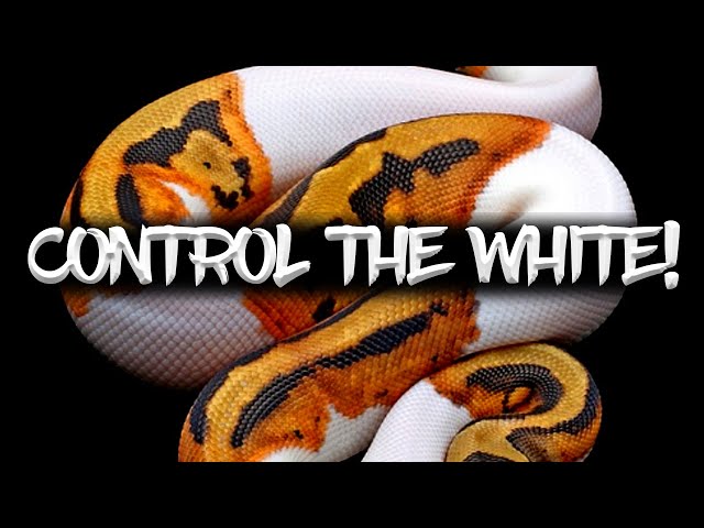 How to make a High White Pied and a Low White Pied Ball Python!