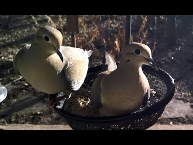 Littlehouse Live Three (Live Stream)