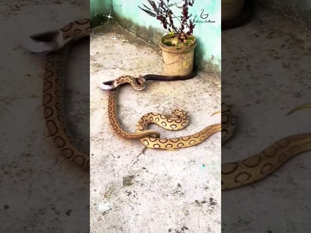 "Russel Viper vs Cobra Snake Exciting Battle! The Great Snake Fight!" #snake #snakeresque #cobra