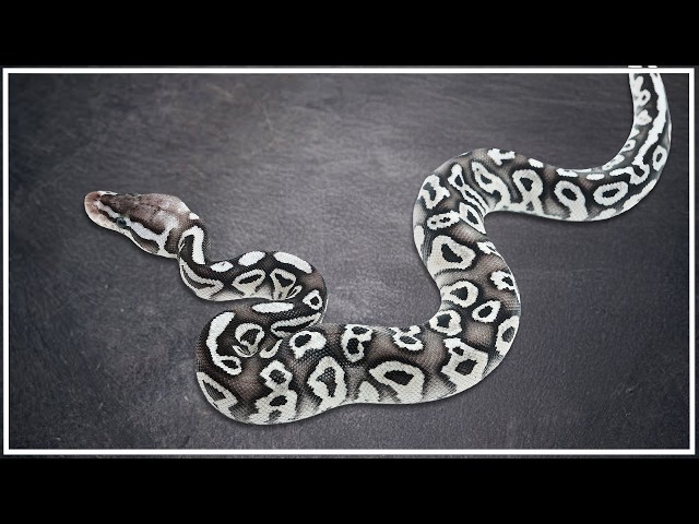These Lori Lace Ball Pythons Blew Us Away