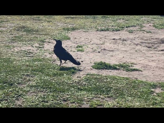 I am a bad videographer but the Crow is still cute! #crow #ocean #ghibli #aesthetic #nature #heh
