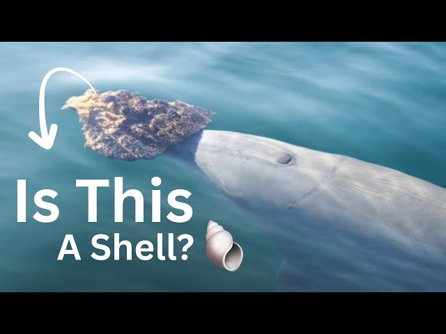 Why Is This Dolphin Carrying a Shell? 🐬🐚