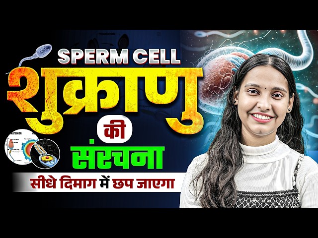 शुक्राणु की संरचना | Structure of Sperm | Class 12th Biology | Board Exam 2027