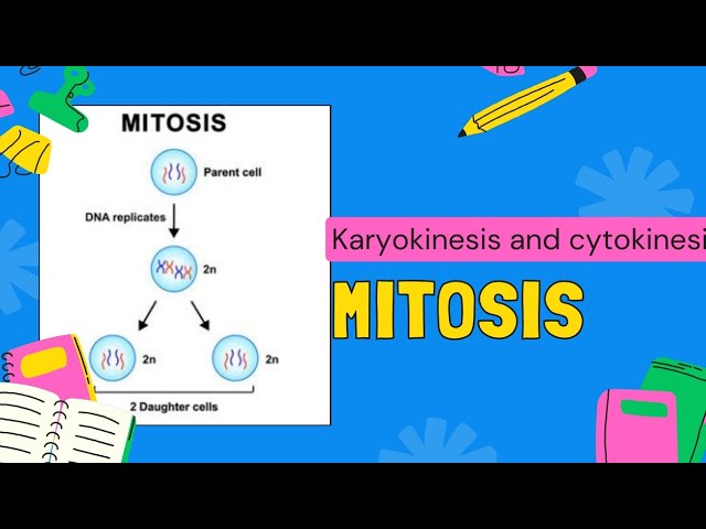 Mitosis and it's Phases  || Cell Division || Class 12 || PPSC FPSC