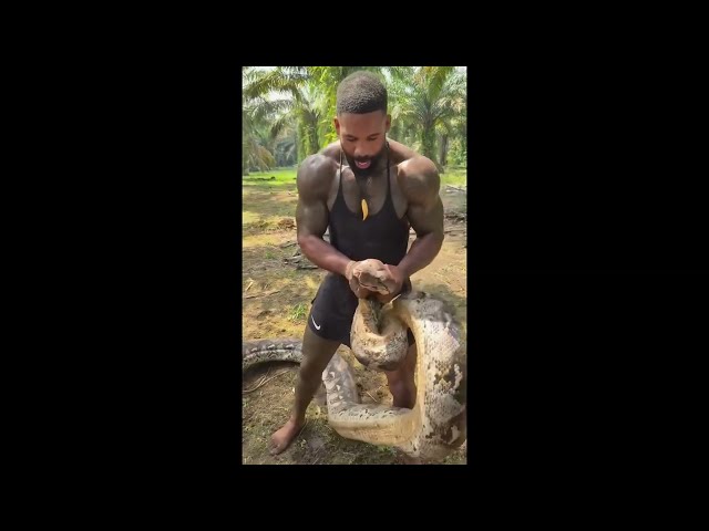 "Python vs Man – Giant Snake Caught on Camera!"